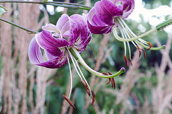 lilium lancifolium, asijských druhů, lilie, rodák, Čína, Japonsko, Korea, ruština, daleko, východní., tygr lilie