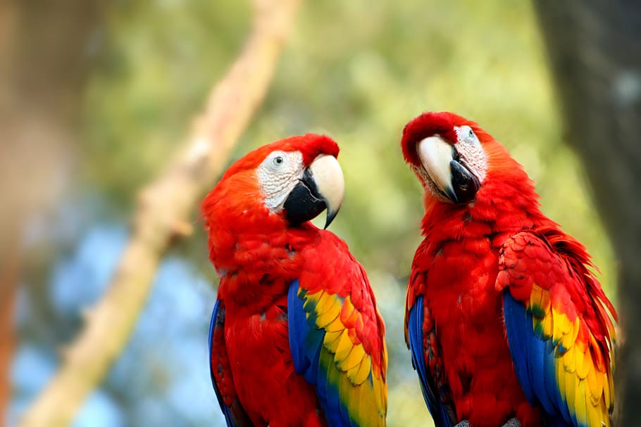 ara, parrot, bird, colorful, exotic, feather, wing, zoo