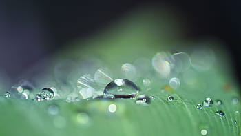 goccia d'acqua, rugiada, avvicinamento, natura, gocciolare, goccia di rugiada, perline, goccia di pioggia, macro, acqua, bagnato