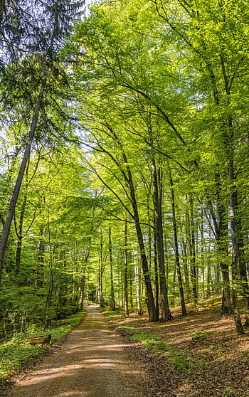 forest, away, forest road, nature, trees, forest path, hiking, trail, landscape, green, rest