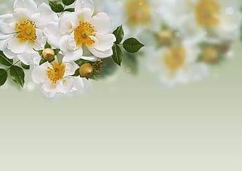 background image, flowers, roses, romantic, paper, copy space, decorative, floral, birthday, greeting, love