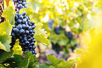 vineyards, sunset, autumn harvest, harvest., ripe, grapes, fall.