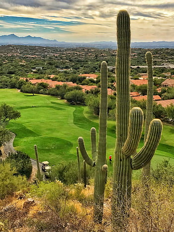 saguaro kaktusz, szonorán sivatag, golfpálya zöldek, lakásépítés, tucson, Arizona., zöld, Arizona, idegenforgalom, tájkép, golf