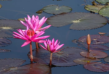 lilie, květ, červený leknín, rybník, Příroda, vodní, lal kamal, nymphaea rubra, nymphaeaceae, nymphaea rosea, flóra