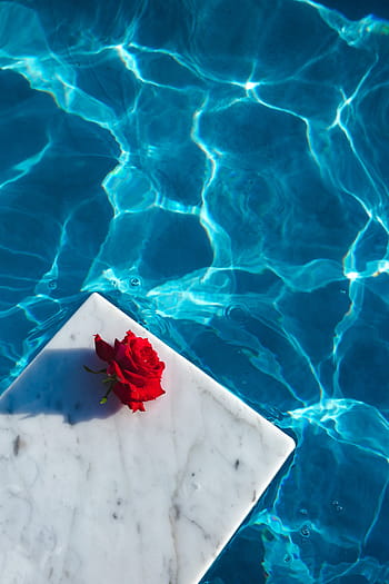 fresco, jardín, rosa, azul, agua, natación, piscina, cálido, día de verano, verano, flor