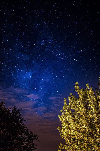 pohon, langit berbintang, alam, langit, di luar ruangan, malam, bintang, berbintang, malam hari, astronomi, galaksi