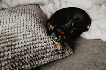 cão, coração, cabeça, animal de estimação, bonitinho, cachorro, adorável, amor, vermelho, dia dos namorados, pouco