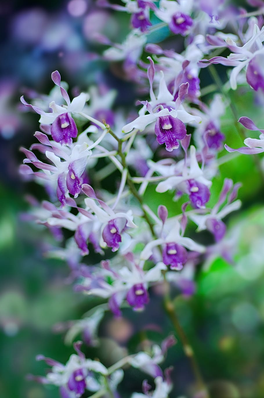 orchid, dendrobium orchid, orchid flower, flower, tropical flower, bokeh