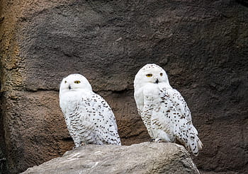sněžná Sova, sova, pták, zvíře, živočišného světa, Příroda, bílý, Ohrada, zoo, zoo berlin