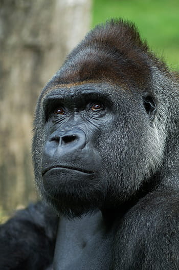 primate, ape, monkey, mammal, portrait, gorilla