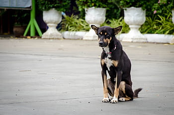 cane, seduta, tempio tailandese, animale domestico, animale, carina, cucciolo, canino, bianca, razza, contento