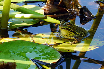 northern, green, frog, sunning, water lily leaf, pad., frog images, frog pictures, frog photos, green frog, bronze frog