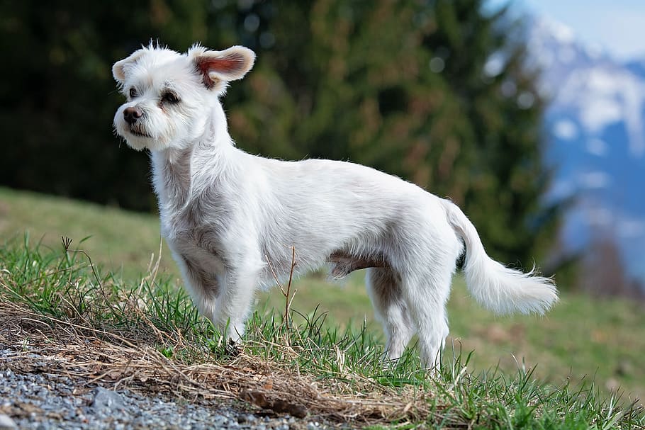 Pes, bílý, mužský, maltština-havanese, hybridní, zvíře, domácí zvíře, ven, kolo