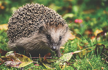 hedgehog, animal, spur, nature, mammal, hannah, prickly, cute, crepuscular, animal world, nocturnal