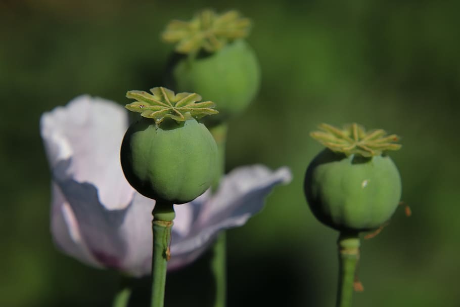 mák, makový zadek, píst, Příroda, letní, mohngewaechs, oříznutí, květ, rostlina, papaver, papaveraceae