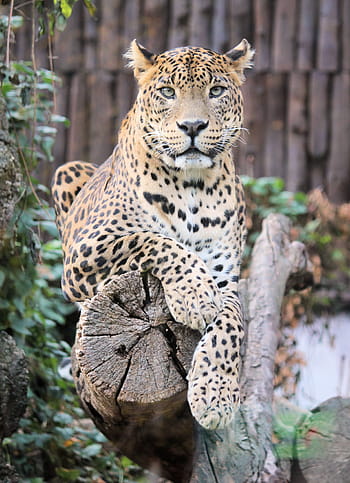 leopard, panter, bestie, velká kočka, zoo, ležící, portrét, Pohled, větev
