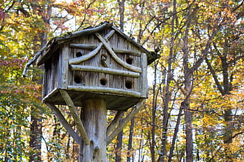 bird house, community birds, birds., bird, birdhouse, aviary, wooden, wood, tree, trunk, forst