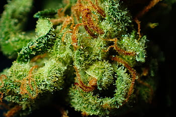 pupen, konopí, zblízka, drogy, lék, květ, ganja, zelená, bylina, bylinný, kloub