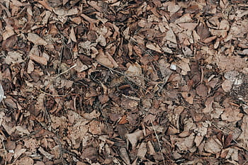 close, dead, leaves, texture, ground, dry, twigs, sticks, tree, fall, autumn