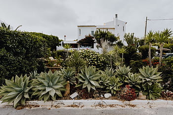 plantas de portugal, jardín, flora, naturaleza, plantas, suculentas, botánicas, portugal, algarve, cactus, agave
