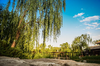 verde, alberi, foresta, zen, luce del sole, blu, cielo, nuvole, natura, fiume, ruscello