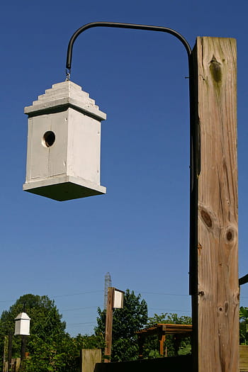 swift, birdhouses, backyard garden, garden., bird, birdhouse, aviary, wooden, wood, tree, trunk