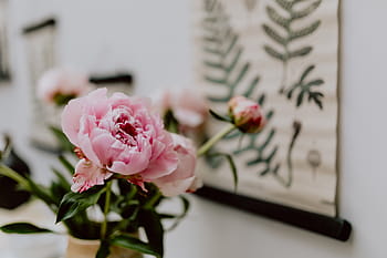 bunga peony, vas, bunga, indah, mekar, berbunga, merah muda, musim semi, karangan bunga, peony