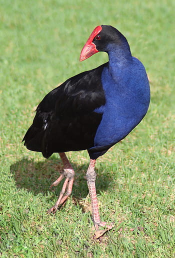 fialový swamphen, Moorhen, vodní pták, porphyrio porphyrio melanotus, zvíře, volně žijících živočichů, Austrálie, Příroda