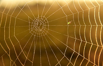 cobweb, close up, sunrise, morgenstimmung, case, rest, tender, cobwebs, spider webs, autumn, indian summer
