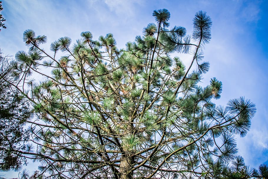 needles, tree, pine, green, nature, conifer, branch, cones, trees, sky, crown