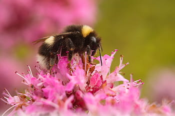 bumble, bee, bumblebee, insect, nature, flower, pollen, nectar, pollination, wings, blossom