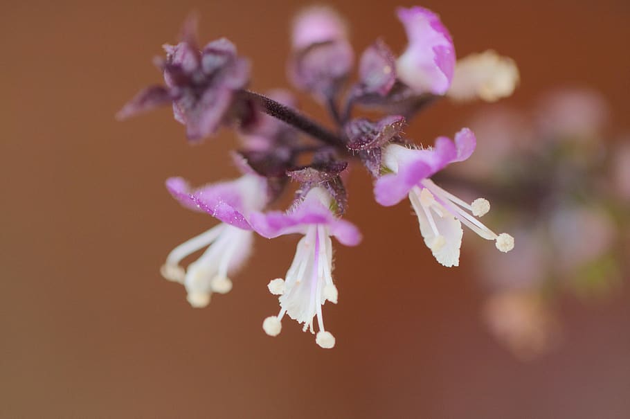 thai basil, flowers, spice, garden, plant, summer, medicinal plant, herb, flower, aroma, pink
