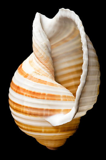 tulang, close-up, closeup, cangkang kerang, keong, karang, cowrie, terisolasi, laut, marinelife, kerang
