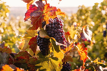 vineyards, sunset, autumn harvest, harvest., ripe, grapes, fall.