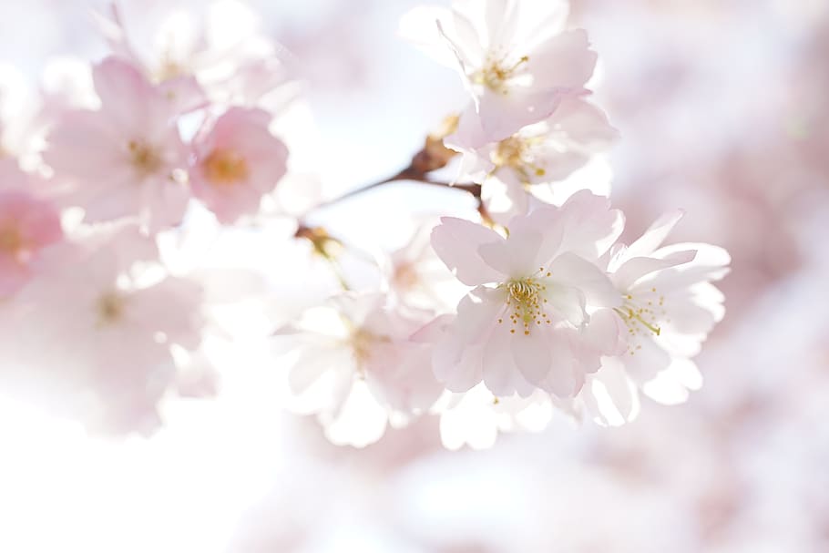 cherry blossoms, petals, nature, tree, spring, sakura, bloom, blossom, close up, pastel, romantic