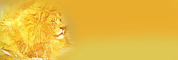 banner, digital, graphics, lion, yellow, yellowish, in the wild, safari, male, sunny, animal