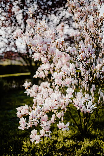 árbol de magnolia, floración, flores, jardín, encantadora, floral, rosa, primavera, flor, abril, botánica