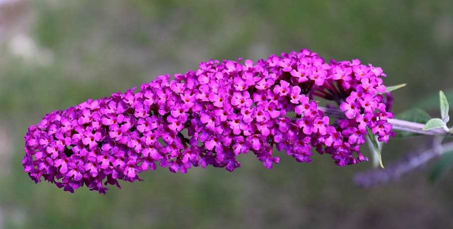 summer lilac, blossom, bloom, bush, nature, garden, buddleja davidii, butterfly bush, lilac spear, plant, summer