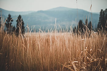 wheat, field, wheat field, farm, farming, earth, agriculture, barley, land, crop, landscape