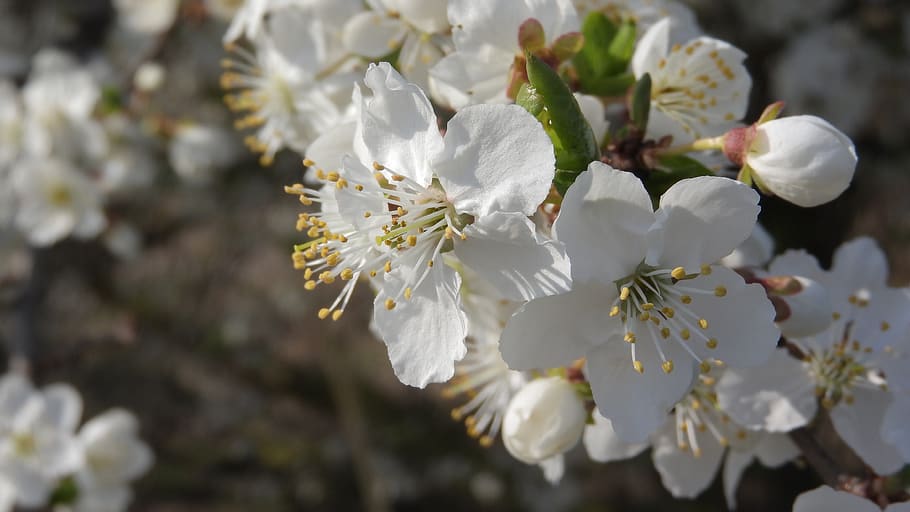 bílé květy, kvetoucí strom, romantické květiny, jarní květiny, květy hloh, crataegus, jemné květy, malé bílé kvítky, detail