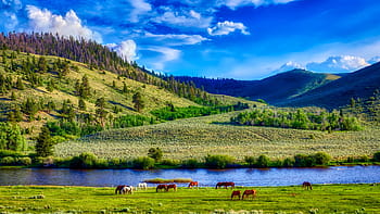 wyoming, america, landscape, scenic, mountains, horses, meadow, river, field, forest, trees