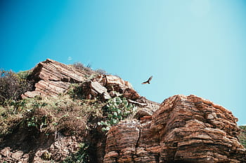 hawk hunting, desert cliff, day time, Branch, Cactus, Desert, Landscape, Outdoors, Rocks, Sky, Tail