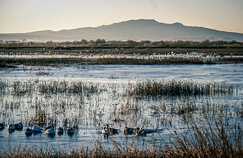 large, waterfowl, autumn, birds, flight, mountains, background, Animal, Duck, Group, Lake