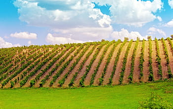 widely, considered, one, beautiful, wine, producing, regions, world, douro wine region valley, oldest, demarcated