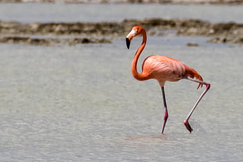 kuba, cienaga de zapata, plameňák, volně žijících živočichů, Příroda, birding