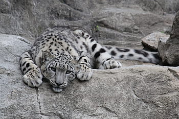 levhart sněžný, leopard, dravec, velká kočka, zoo, sněhové leopardy, zvíře