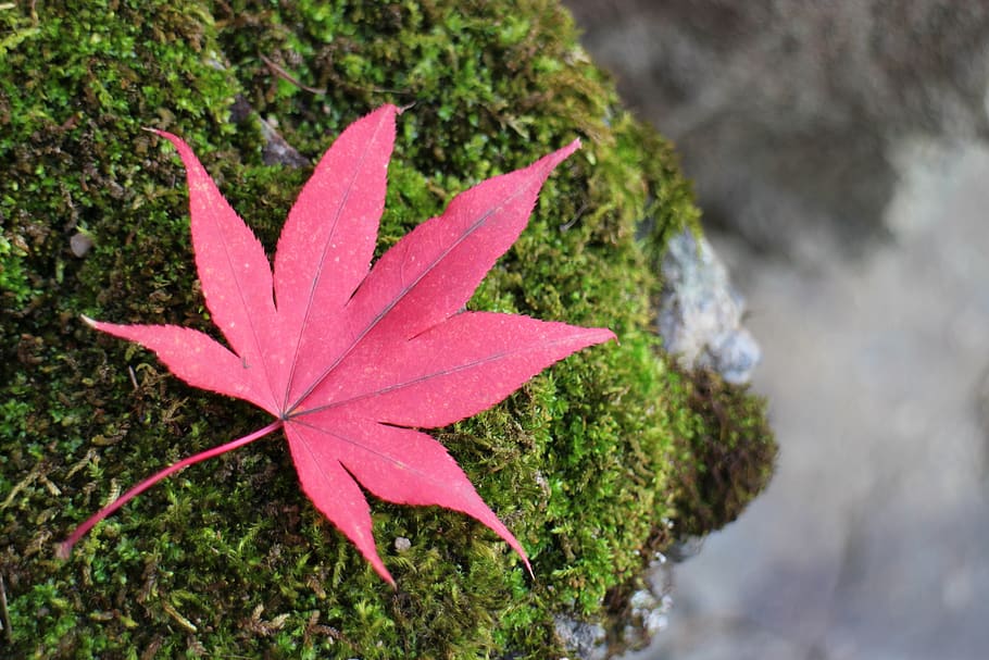 autumnal leaves, autumn, the fall colors, leaf, autumn leaves, autumn mood, red, season