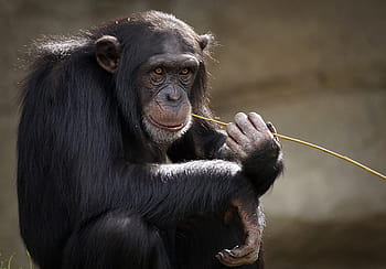 šimpanz, opice, savec, zoo, primátů, portrét, stvoření, zoo zvíře, živočišného světa, primát, napodobit