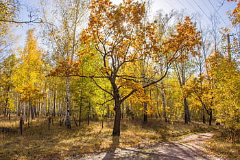 soleggiato, foresta d'autunno, foresta., quercia, giallo, le foglie, stand, sfondo, strada, blu, cielo