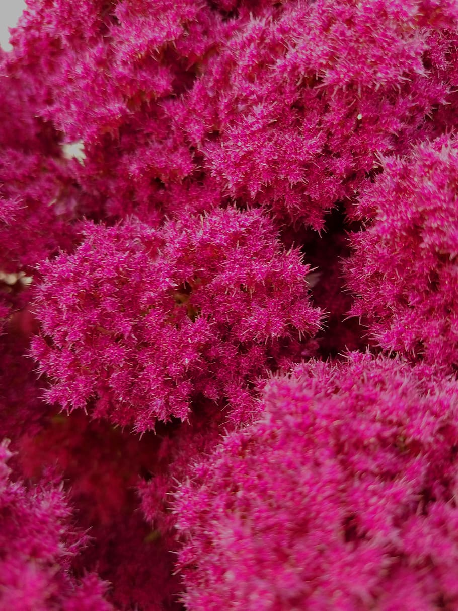 spirea, astilbe, pink fluffy flower, blossom, feathery, flowers, bloom